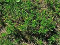 Strahlenlose Kamille (Matricaria discoidea)