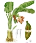 Fei-Banane (Musa troglodytarum)