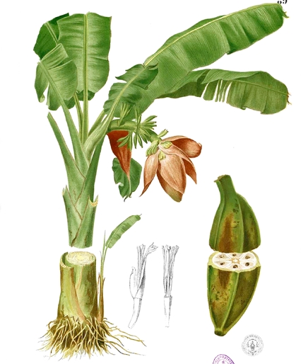 Illustration der Fei-Banane (Musa troglodytarum)