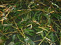 Krauses Laichkraut (Potamogeton crispus)