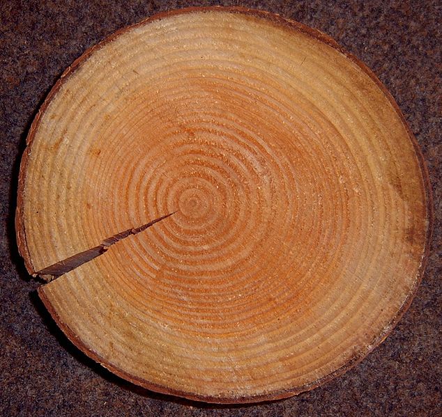 Holz der Douglasie (Pseudotsuga menziesii)