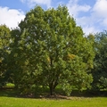 Zweifarbige Eiche (Quercus bicolor)