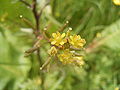 Gewöhnliche Sumpfkresse (Rorippa palustris)