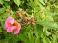 Lederblättrige Rose (Rosa caesia)