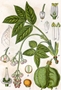 Illustration der Gemeinen Pimpernuss (Staphylea pinnata)