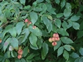 Blätter und Früchte der Pimpernuss (Staphylea pinnata)