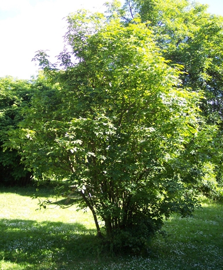 Habitus der Gemeinen Pimpernuss (Staphylea pinnata)