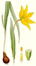 Tulipa sylvestris