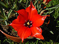 Leinblättrige Tulpe (Tulipa linifolia)