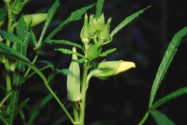 Okra (Abelmoschus esculentus)