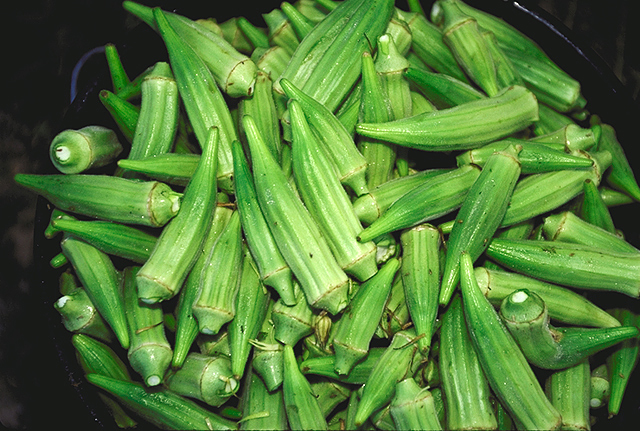 Okra (Abelmoschus esculentus)