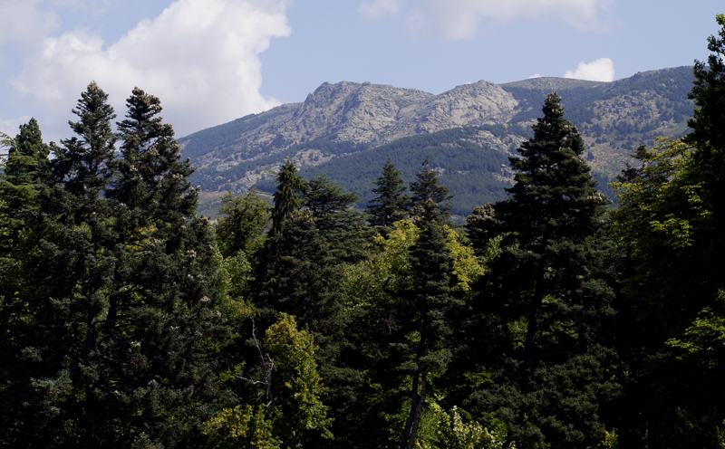 Abies alba