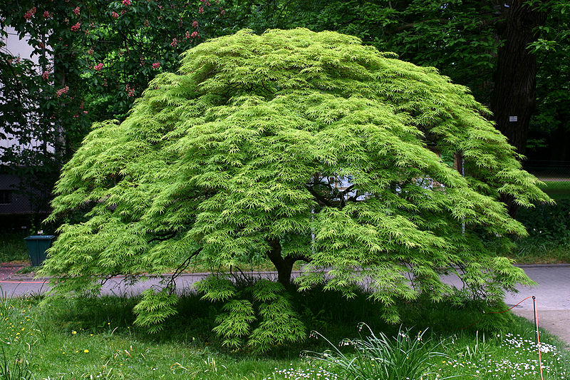 Schlitzblättriger Japanischer Fächerahorn by Rüdiger Wölk, CC-BY-SA-2.5