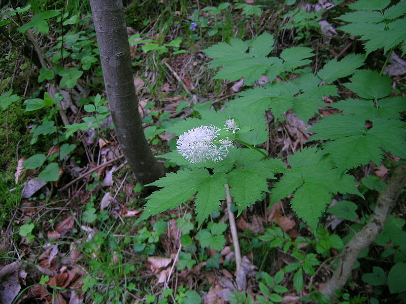 Actaea spicata