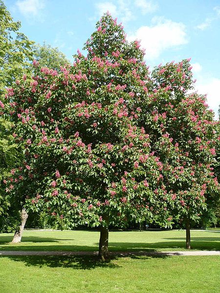 Fleischrote Rosskastanie (Aesculus carnea) by Eric Hunt (Own work (own photo)), CC-BY-SA-3.0