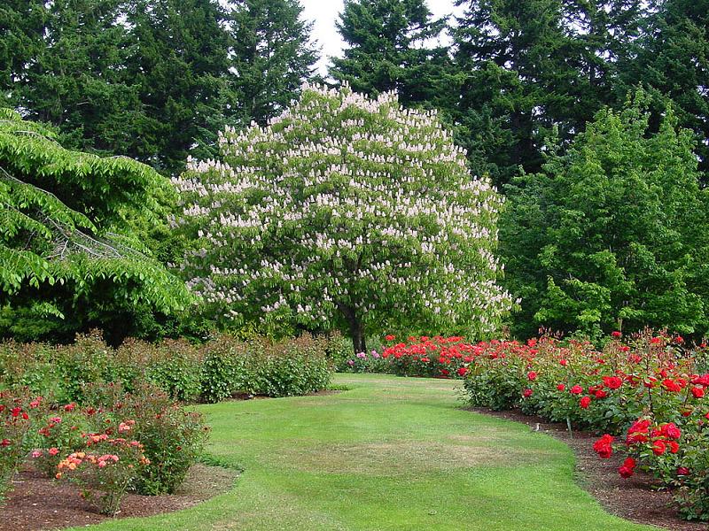 Indische Rosskastanie (Aesculus indica)