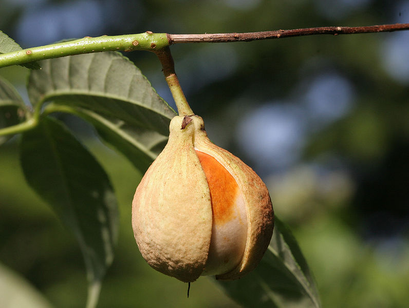 Aesculus parviflora by Armin Kübelbeck (Own work), Commons.wikimedia.org, CC-BY-SA-3.0