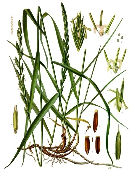 Gemeine Quecke (Agropyron repens syn. Elymus repens)