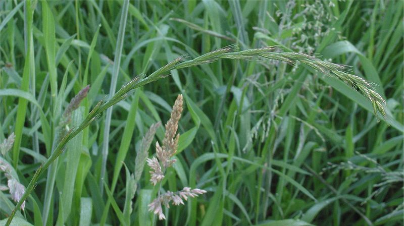 Agropyron repens by Rasbak, commons.wikimedia.org, CC-BY-SA-3.0