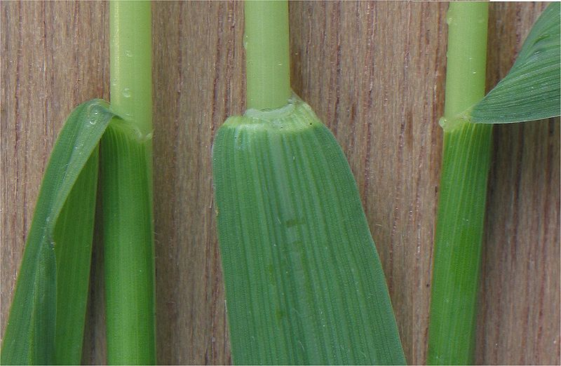 Agropyron repens by Rasbak (Own work (own photo)), commons.wikimedia.org, CC-BY-SA-3.0