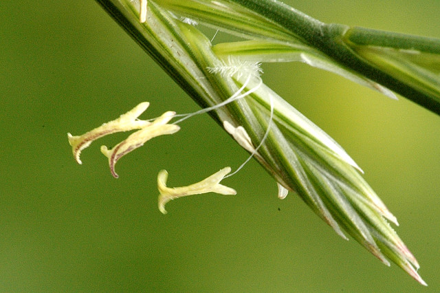 Agropyron repens by James K. Lindsey (Own work (own photo)), commons.wikimedia.org, CC-BY-SA-3.0