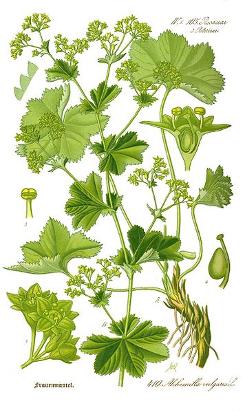 Spitzlappiger Frauenmantel (Alchemilla vulgaris)