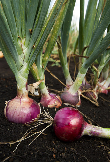 Zwiebel (Allium cepa)