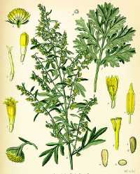 Wermut (Artemisia absinthium)