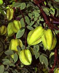 Sternfrucht - Karombola (Averrhoa carambola)