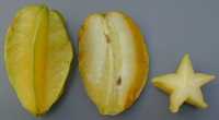 Karombola (Averrhoa carambola)