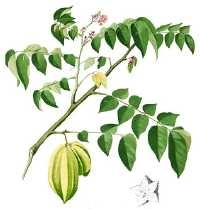 Karombola (Averrhoa carambola)