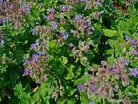 Borretsch (Borago officinalis)