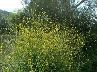 Schwarzer Senf (Brassica nigra)
