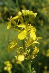 Schwarzer Senf (Brassica nigra)