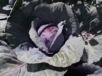 Brassica oleracea var. capitata f. rubra