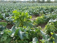 Brassica oleracea var. gongylodes