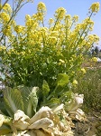 Brassica rapa ssp. pekinensis