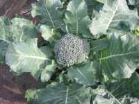 Broccoli (Brassica oleracea var. silvestris)