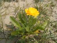 Ringelblume (Calendula officinalis)