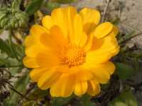 Ringelblume (Calendula officinalis)