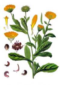 Ringelblume (Calendula officinalis)