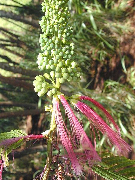 Puderquastenstrauch, Calliandra calothyrsus, Eric Guinther, CC-BY-SA-3.0