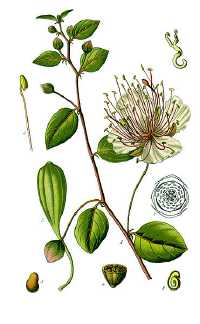 Echter Kapernstrauches (Capparis spinosa)