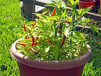 Paprika (Capsicum)