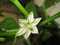 Paprika Blüte