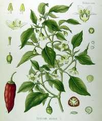 Paprika (Capsicum)