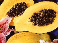 Papaya (Carica papaya)