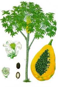 Papaya (Carica papaya)