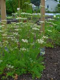 Carum carvi, Kümmelpflanze mit Blüten