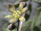 Frauenwurzel (Caulophyllum thalictroides)